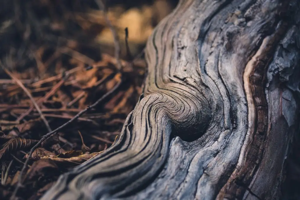 Brown tree root on ground