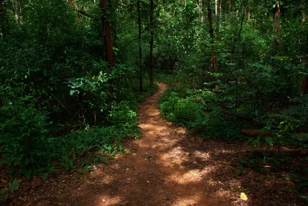 A winding path in a densely forested area