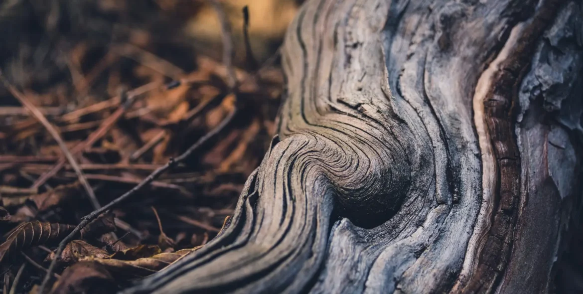 Brown tree root on ground