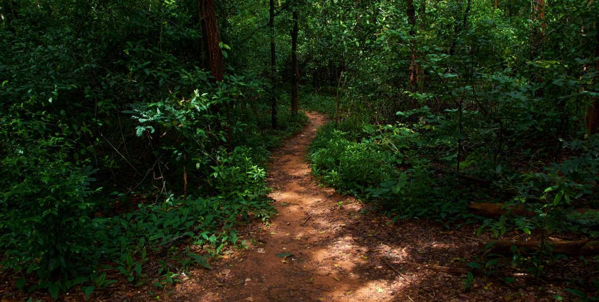 Path in the forest
